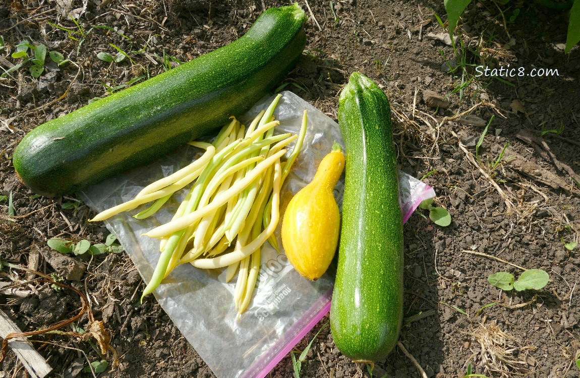 Harvested veggies laying on the ground