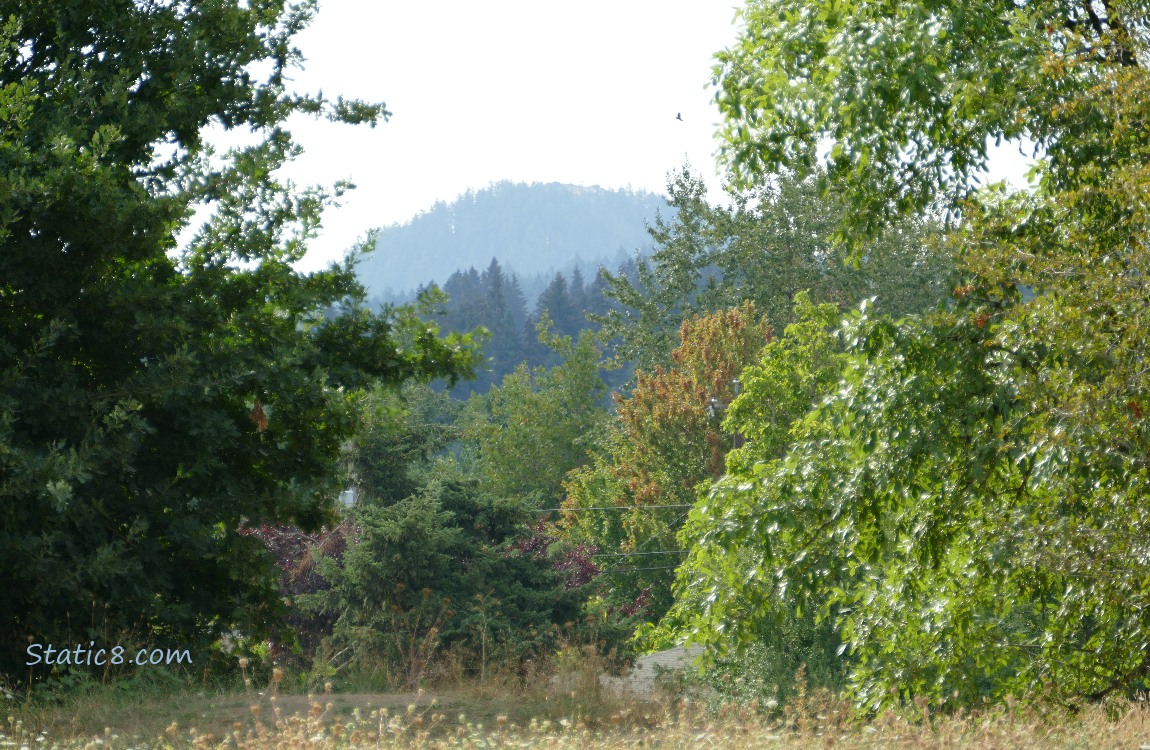 Trees on the hill