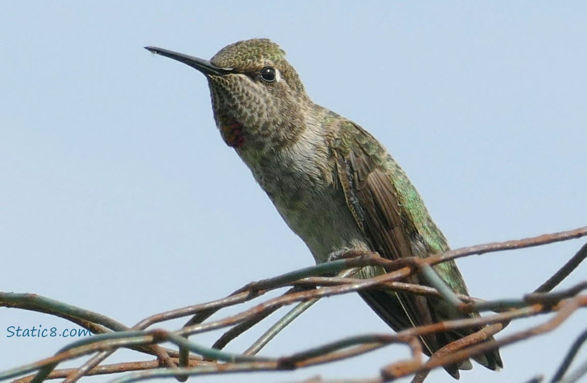 Anna Hummingbird standing on a wire trellis