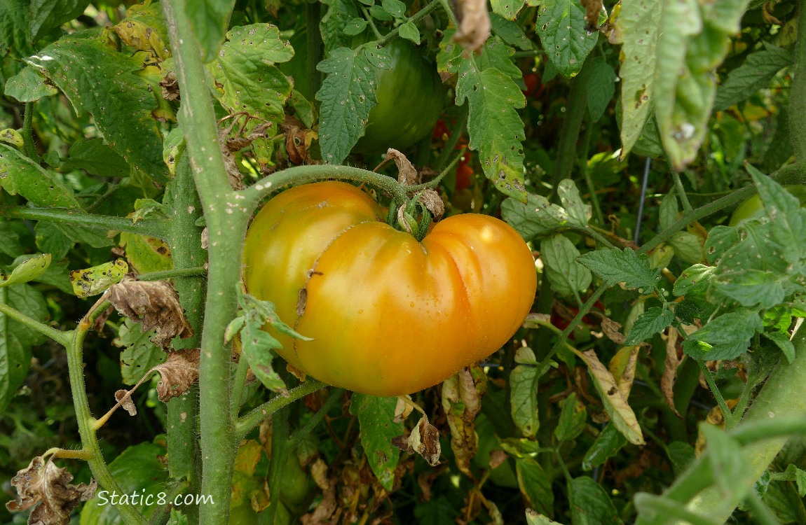 Big tomato ripening on the vine