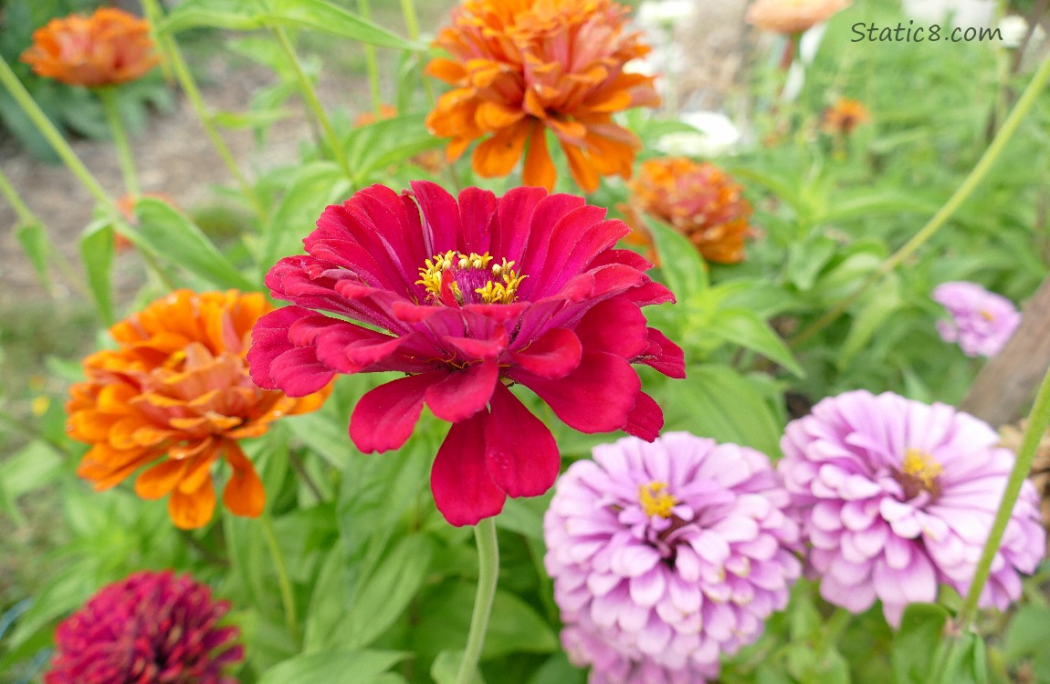 Zinnia blooms in pinks and oranges