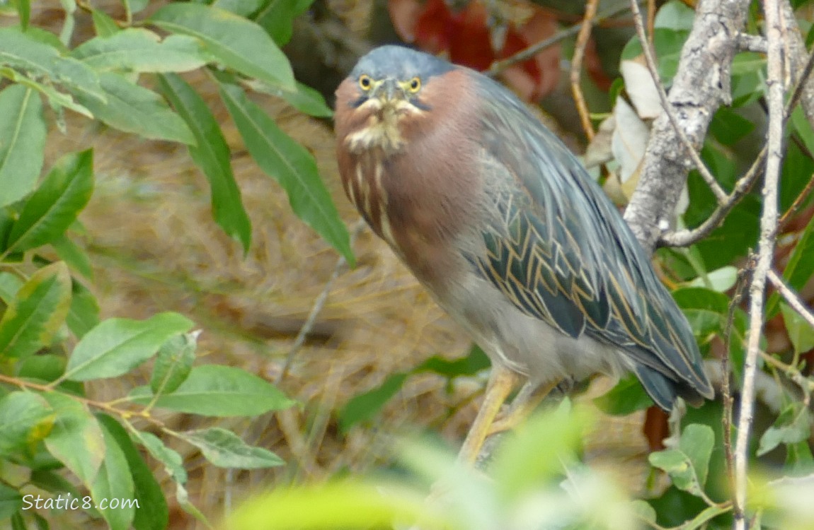 Green Heron standing on a branch