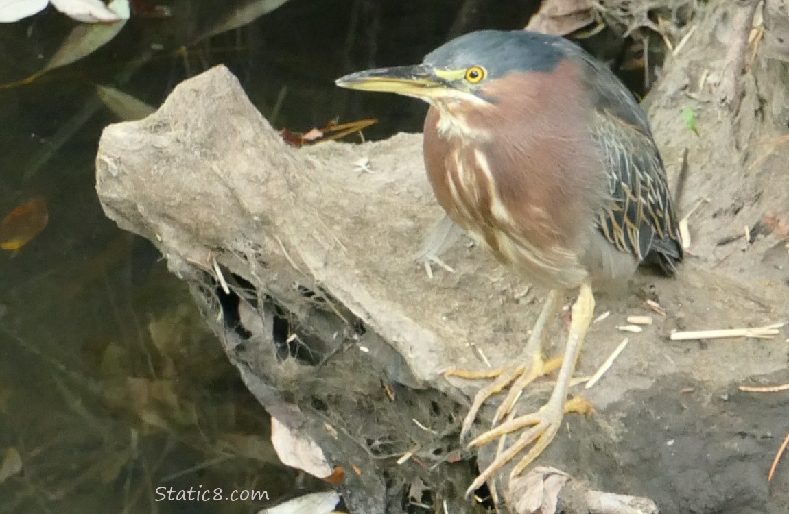 Green Heron