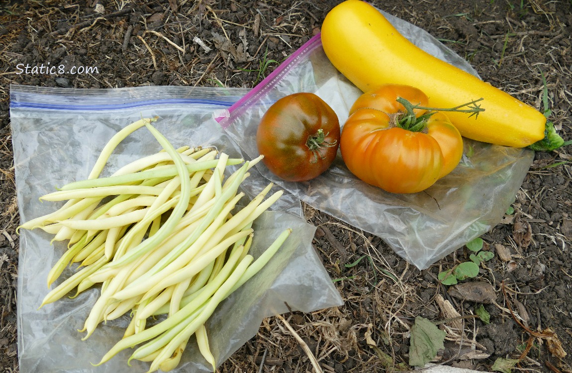 Harvested veggies laying on the ground