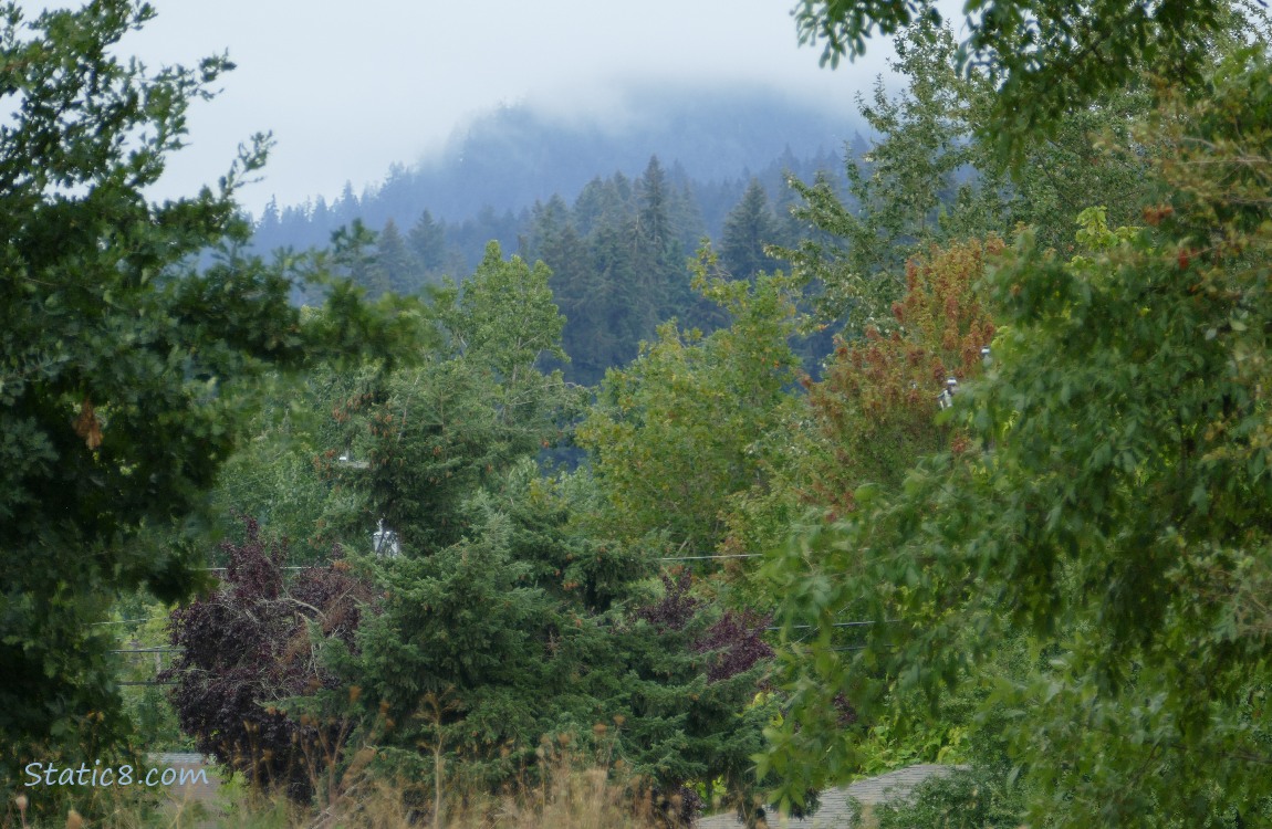 Trees on the hill with fog