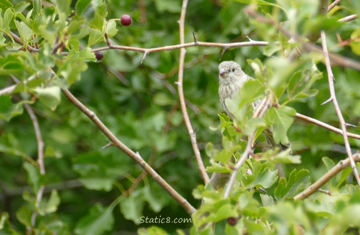 House finch standing in a Hawthorn tree