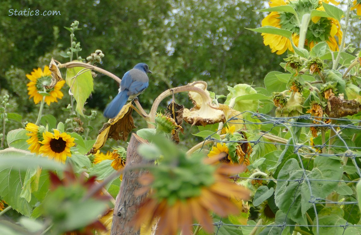 Scrub Jay surrounded by Sunflower blooms