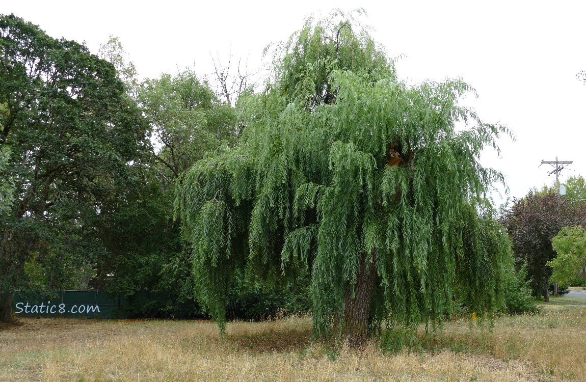 Willow tree