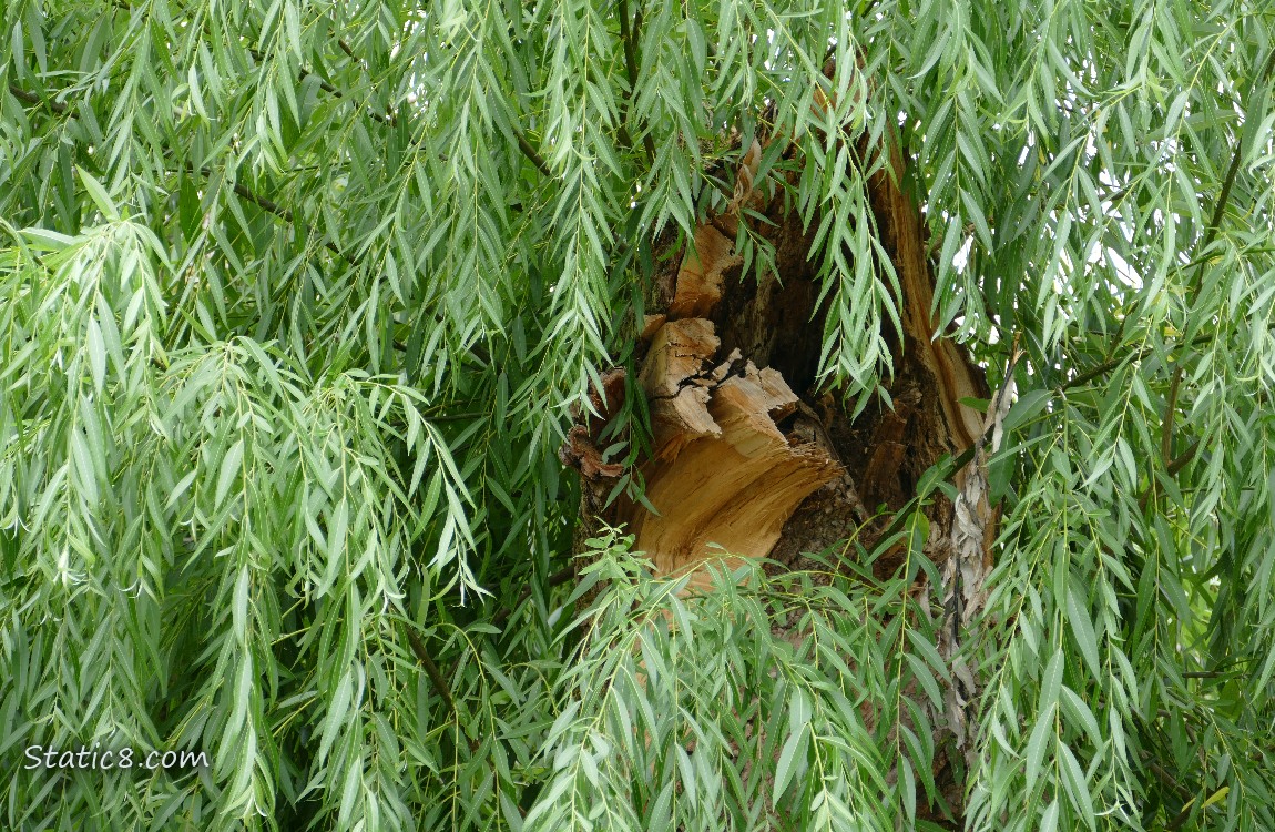 Willow stump under the leaves