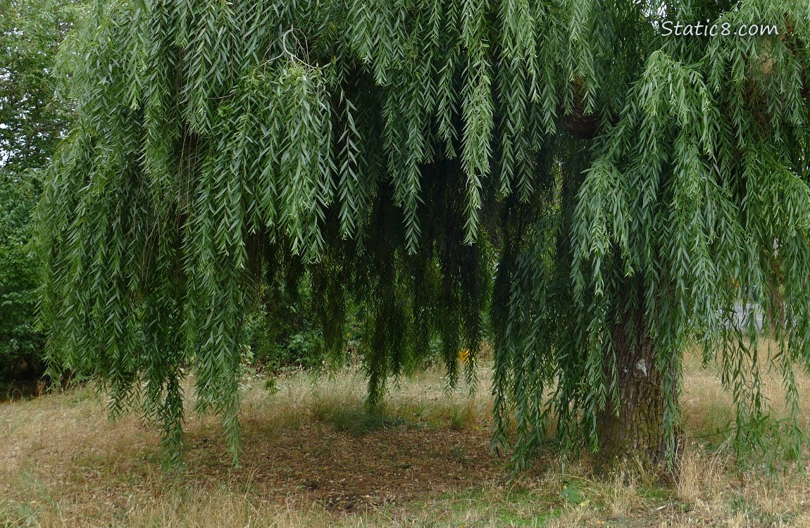 Shade under the willow tree