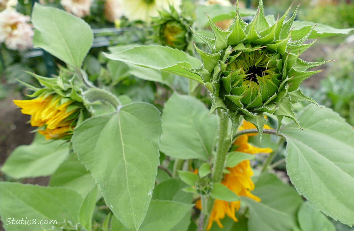 Sunflower buds