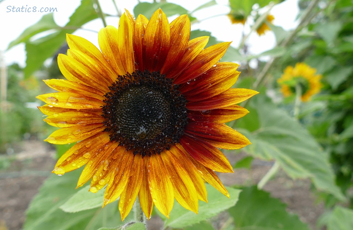 Sunflower bloom