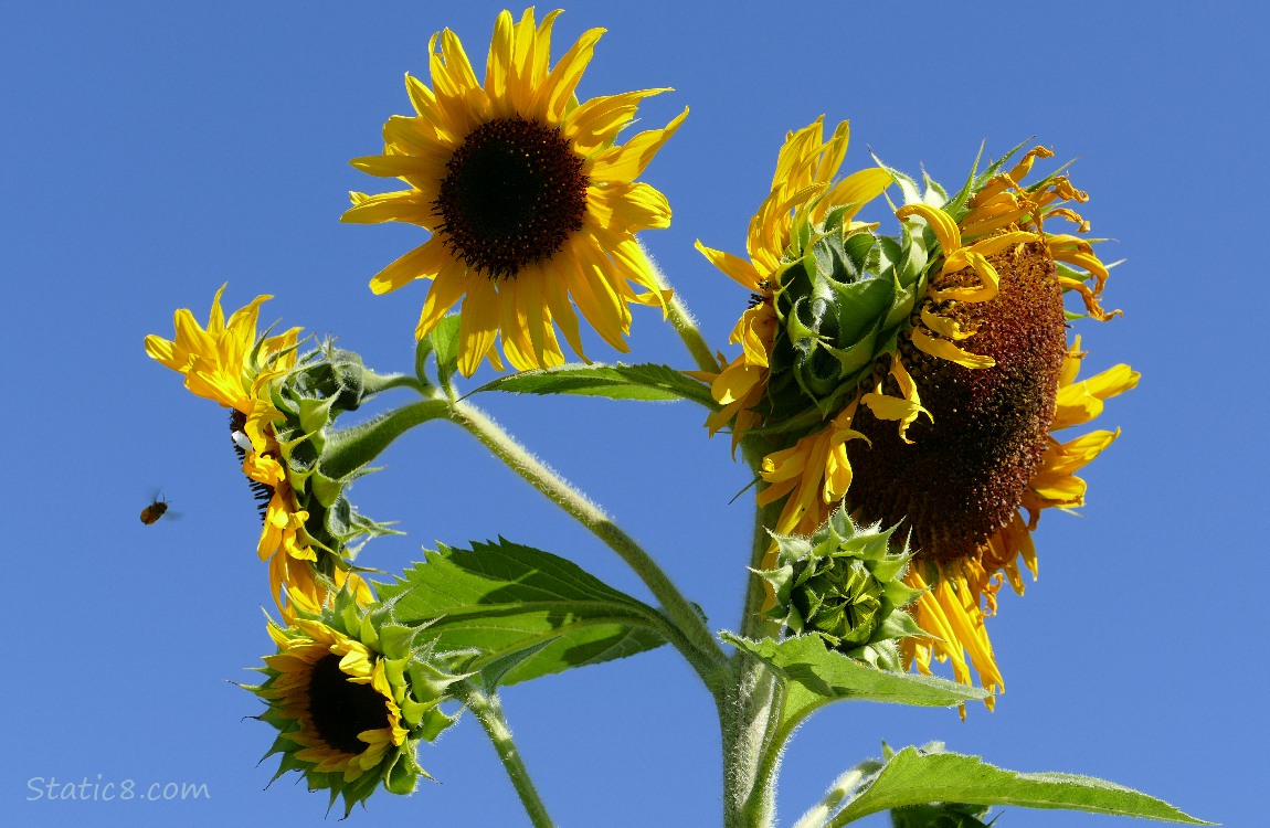 Sunflower blooms and a blue sky