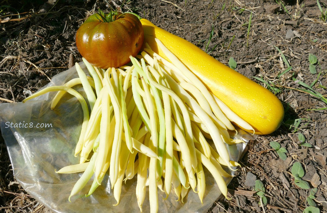 Harvested veggies laying on the ground