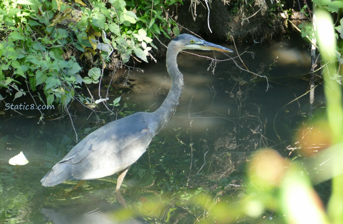 Great Blue Heron walking in shallow water