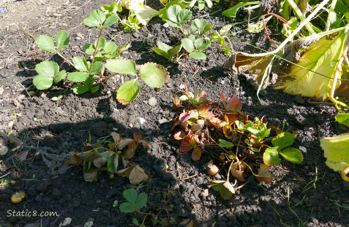 Strawberry plants in the ground