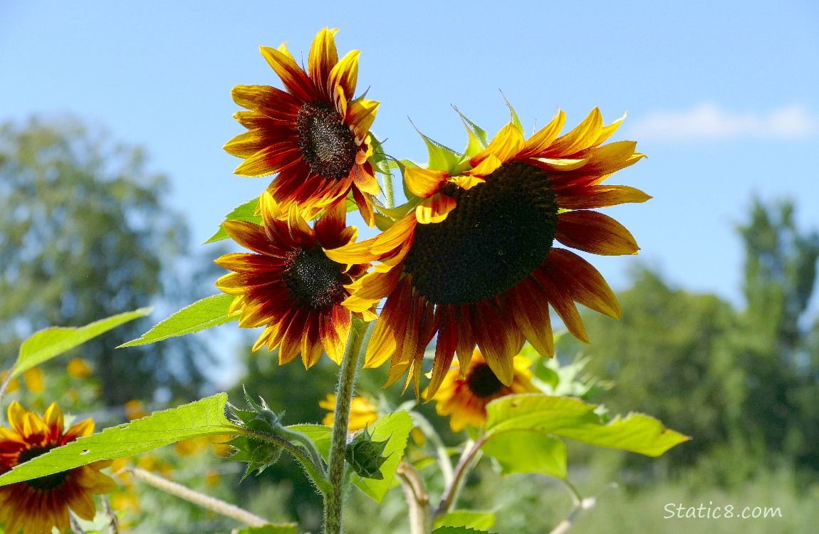 Sunflower blooms with a blue sky