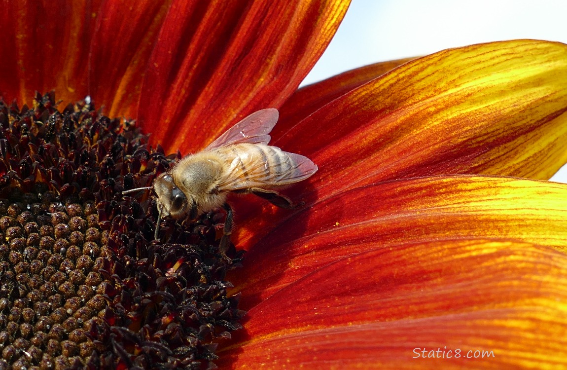 European Honey Bee on a sunflower bloom