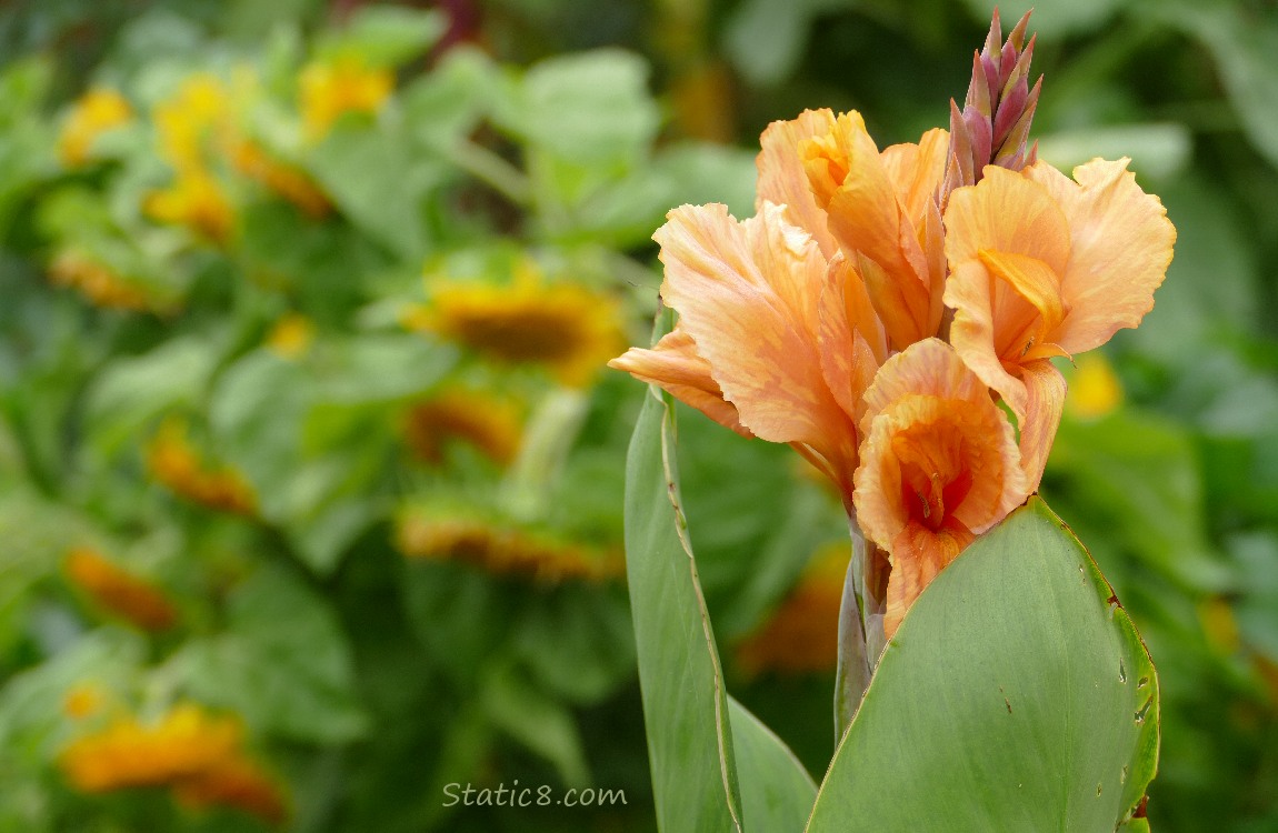 Gladiolus