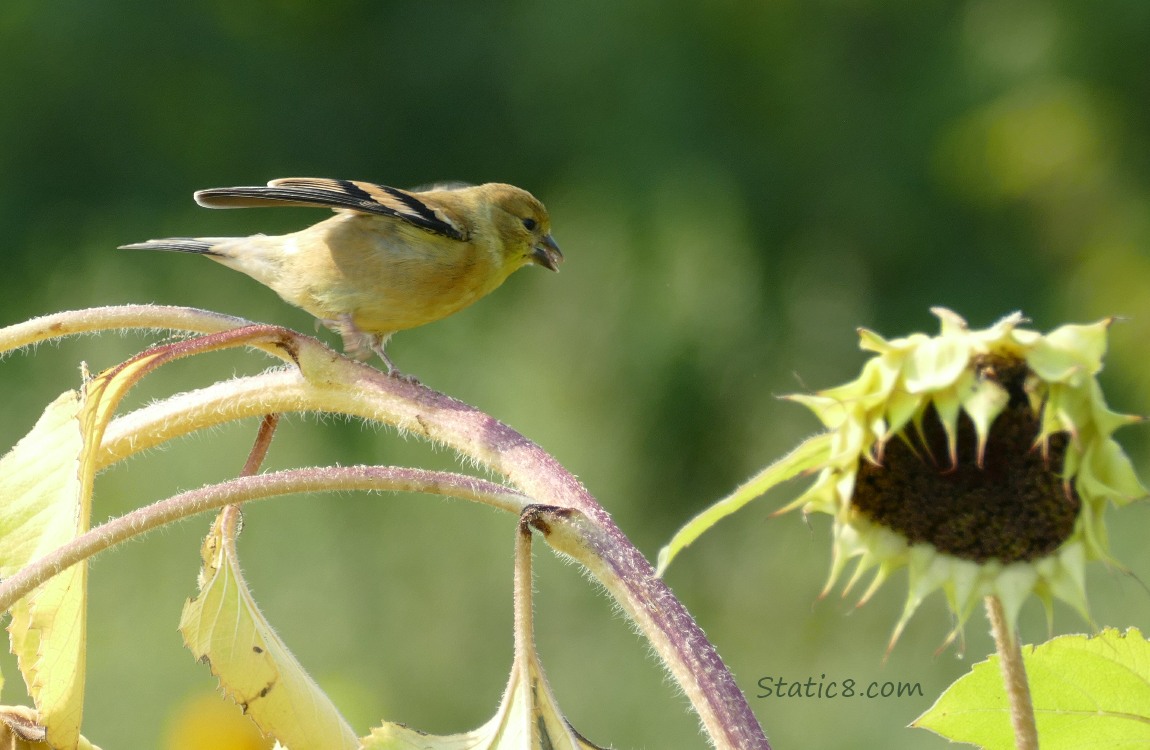 Goldfinch flegling begs for more