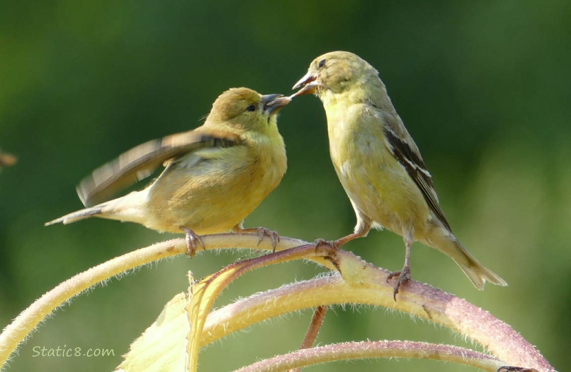 Goldfinch fledgling being fed by a parent