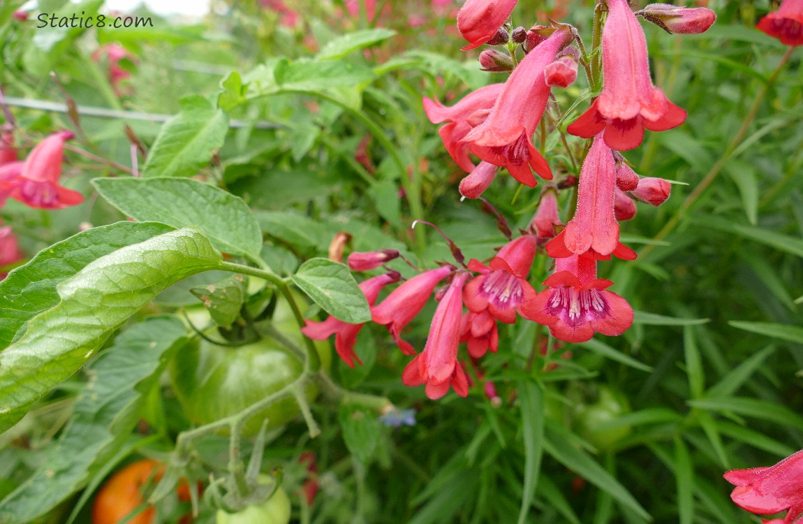 Pink Penstemon blooms with green tomatoes ripening on the vine