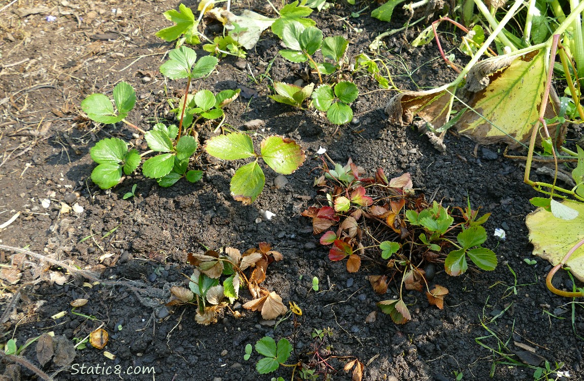 Strawberry plants