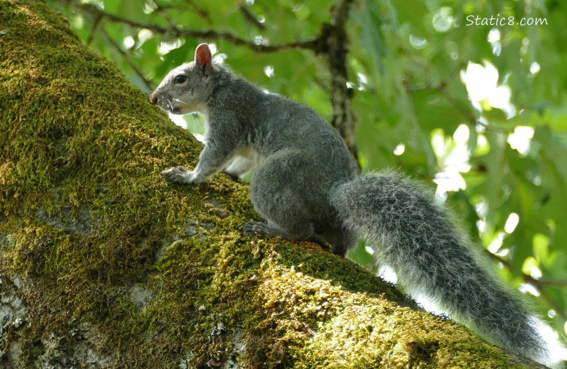 Western Grey Squirrel standing on a tree trunk