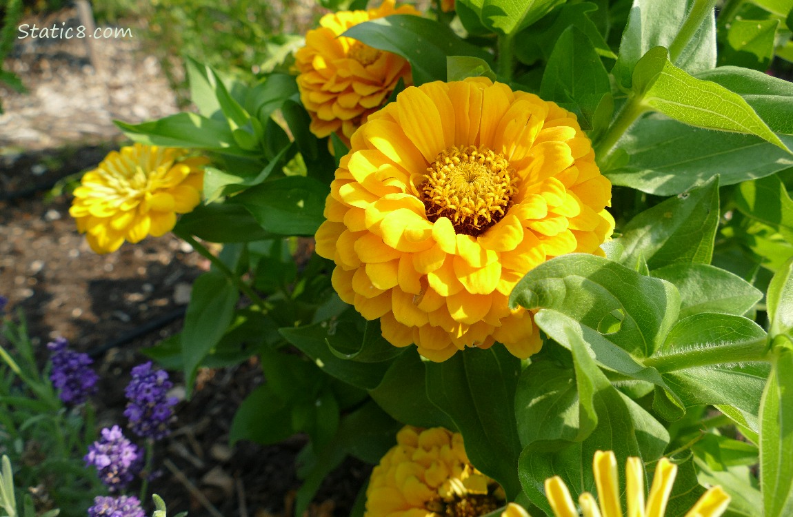 Yellow Zinnia blooms