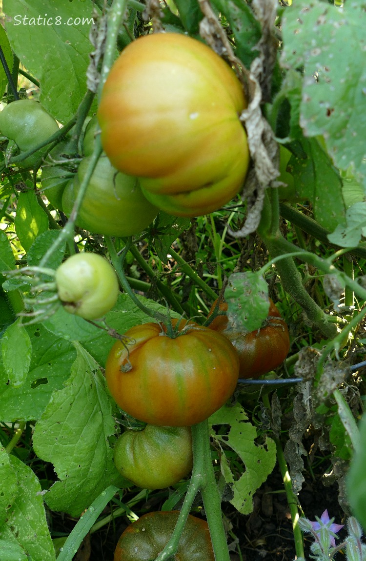 Tomatoes ripening on the vine