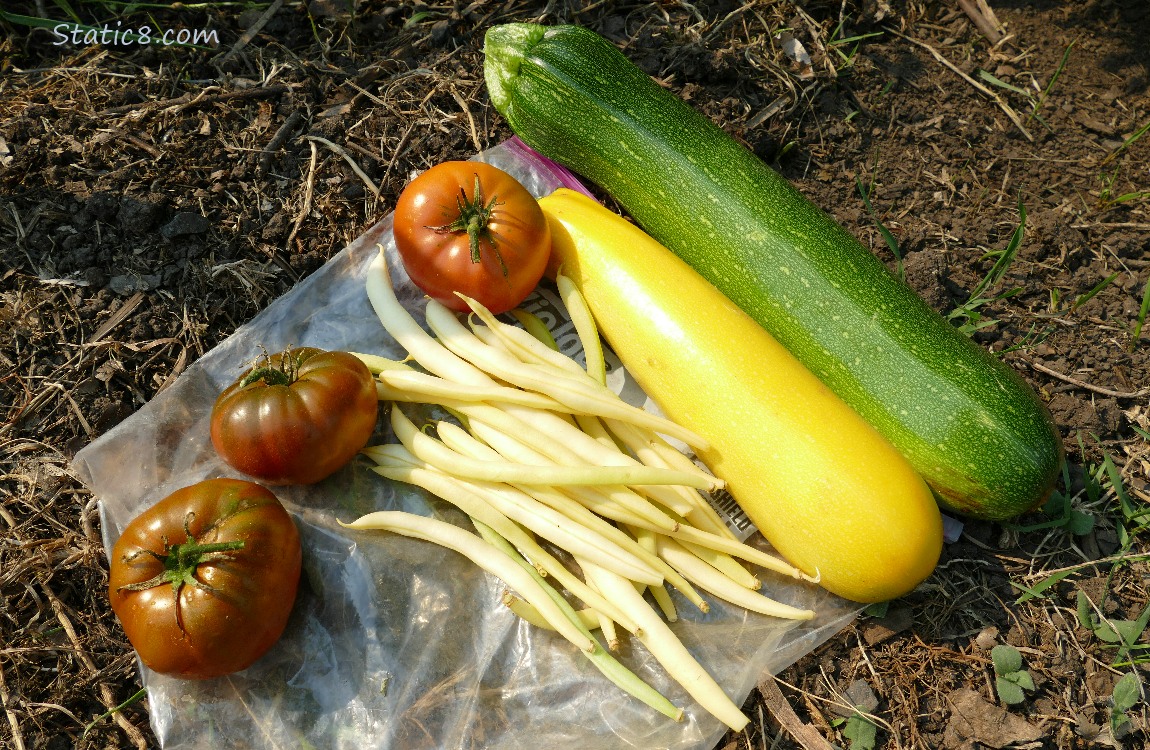 Harvested veggies laying on the ground