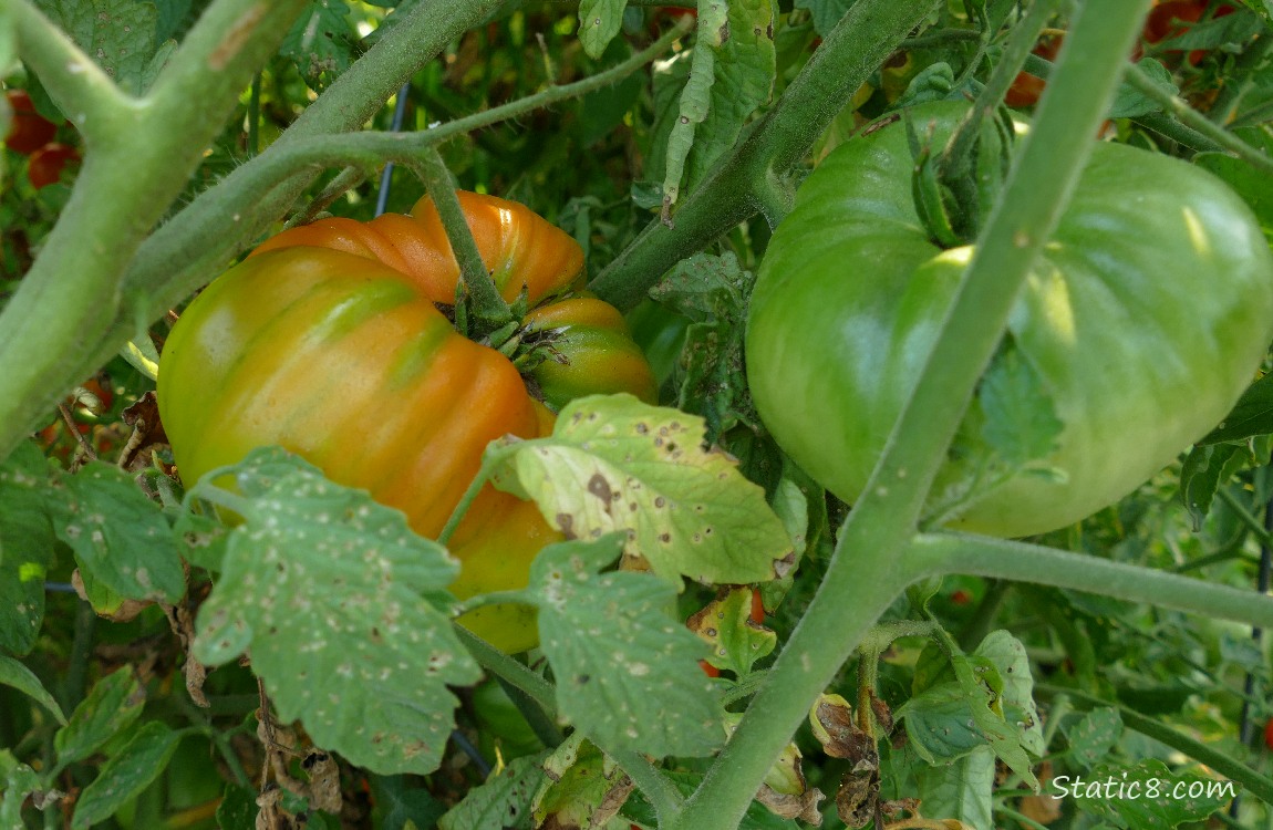 Big tomatoes ripening on the vine