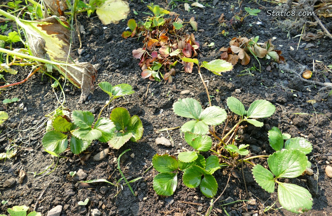 Strawberry plants in the garden