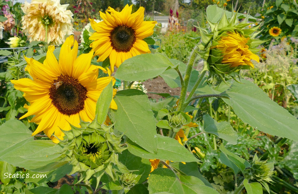 Sunflower blooms