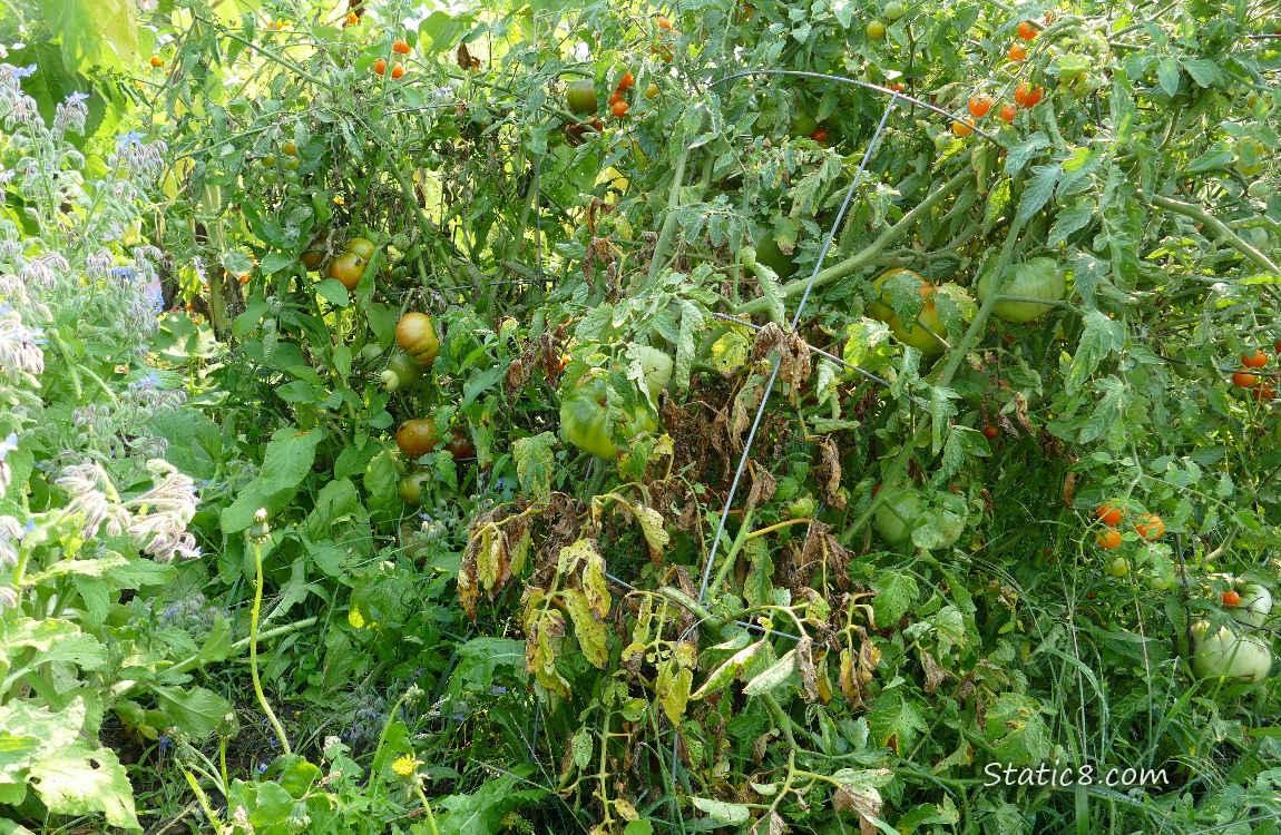 Tomato plants with brown leaves