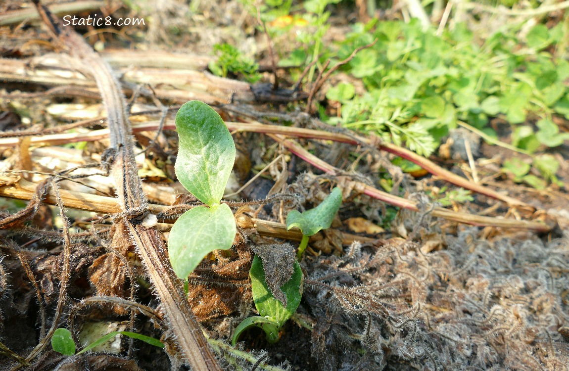 Squash seedlings coming up past mulch