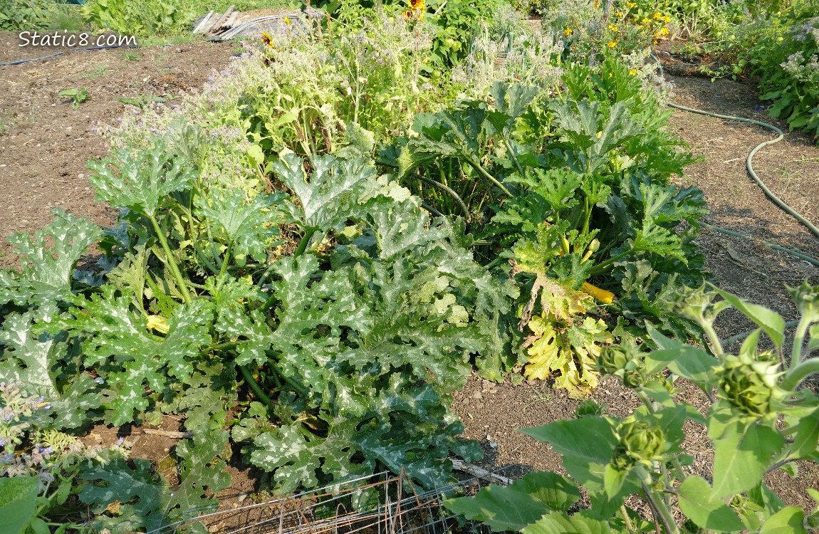 Zucchini plants in the garden