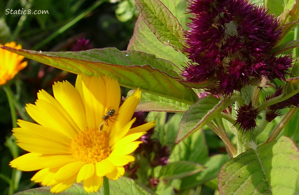 Spider sitting on a yellow Calendula bloom