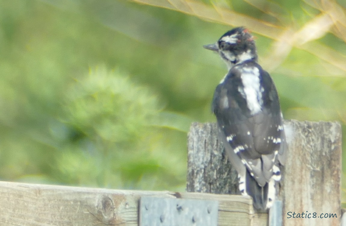 Downy Woodpecker standing on a wood fence