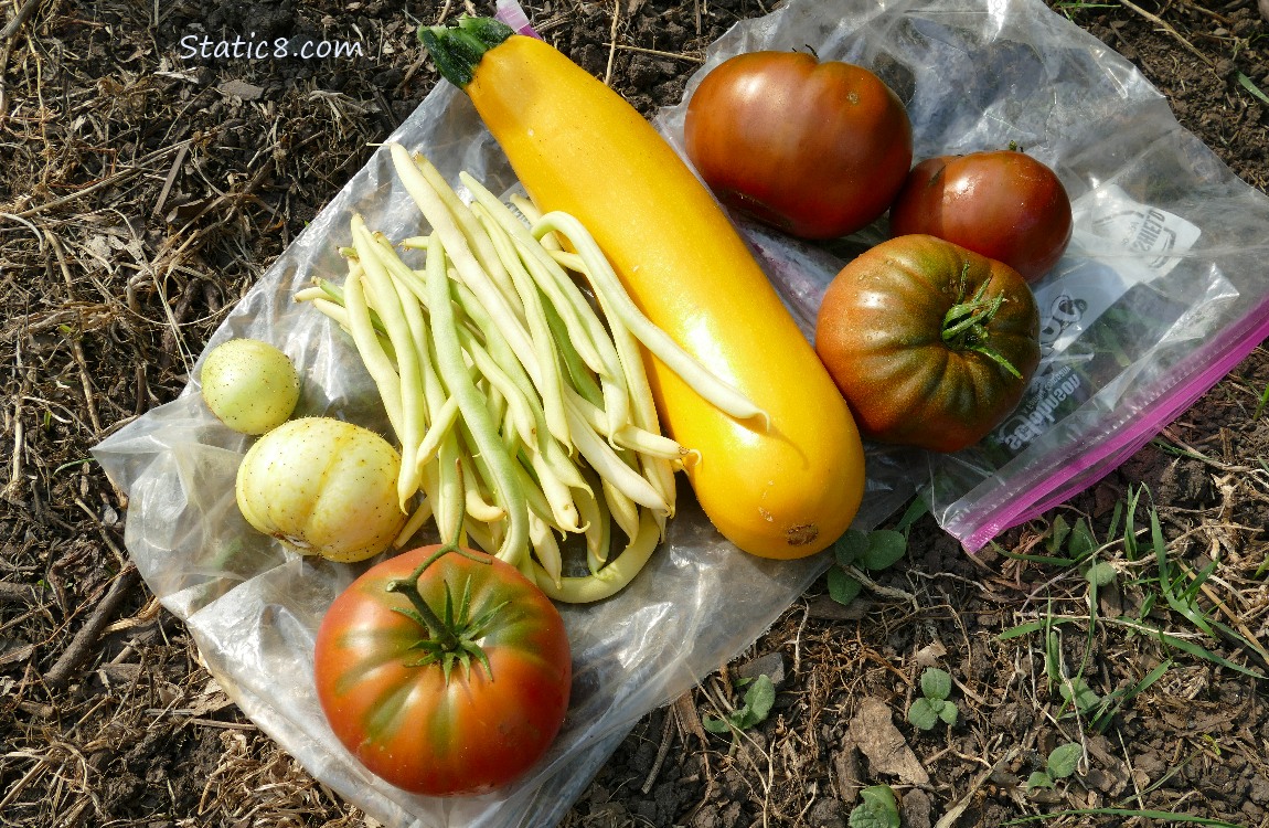 Harvested veggies laying on the ground