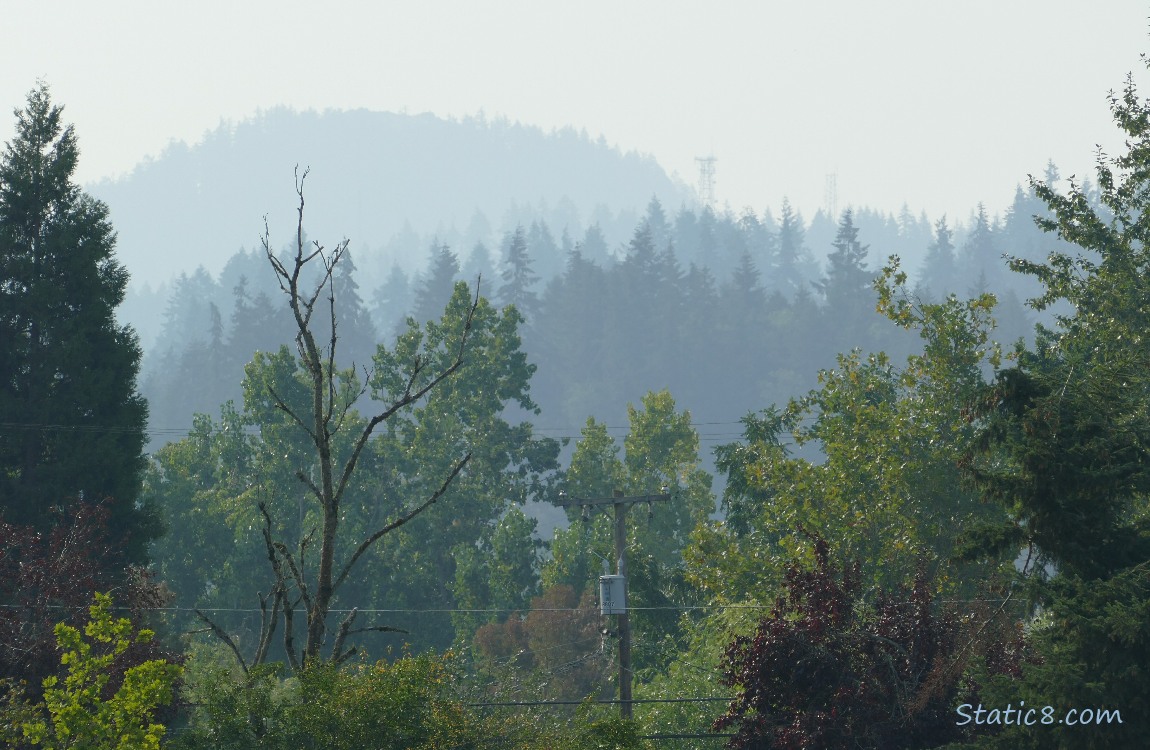 Trees on the hill