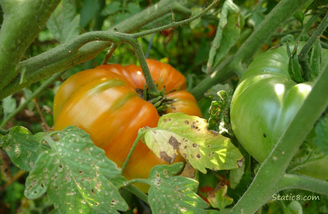 Tomatoes ripening on the vine