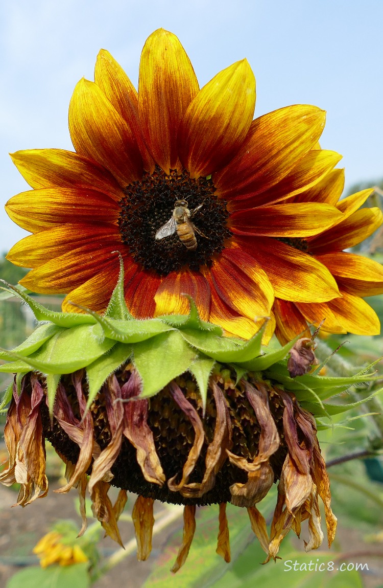 Honey Bee on a Sunflower bloom