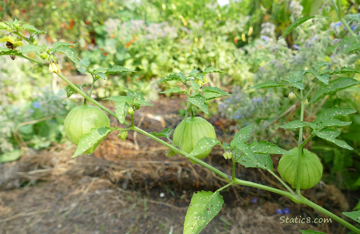 Tomatillo husks hanging from the plant