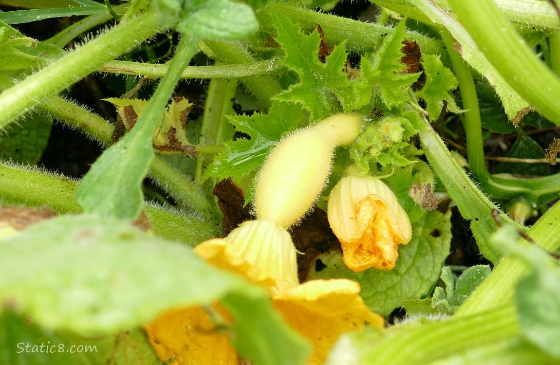 Crookneck fruit growing on the vine