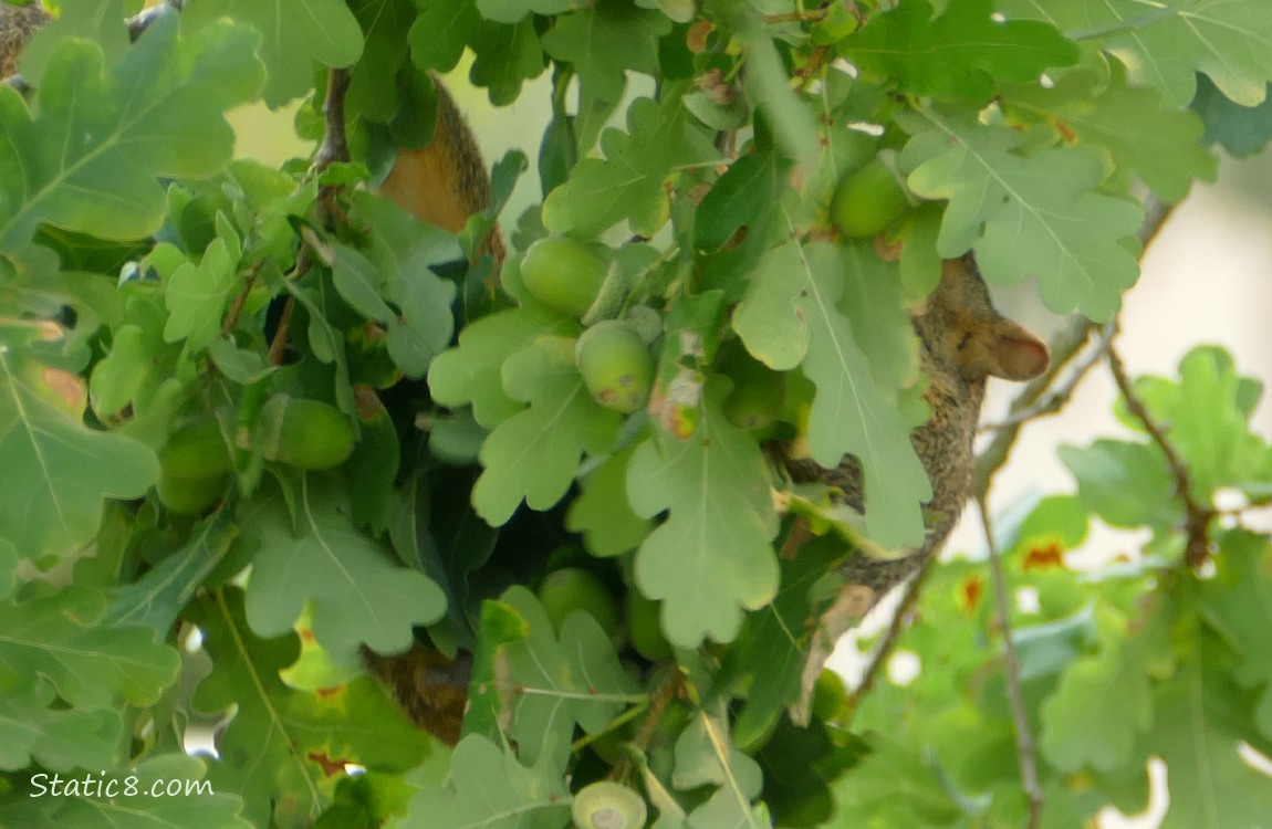 Squirrel hanging and hidden in an oak tree with green acorns