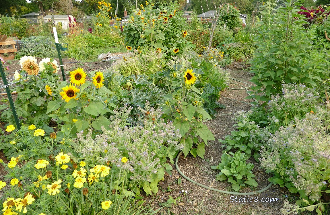 Garden plot