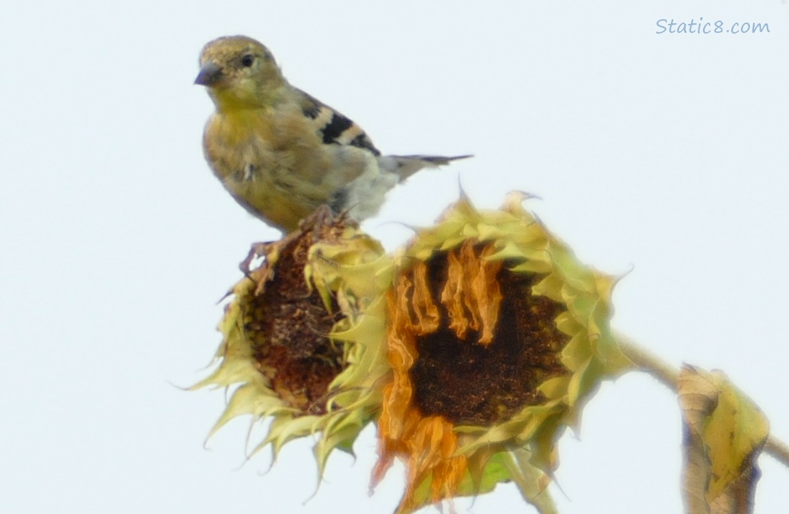 Goldfinch standing on a spent Sunflower bloom