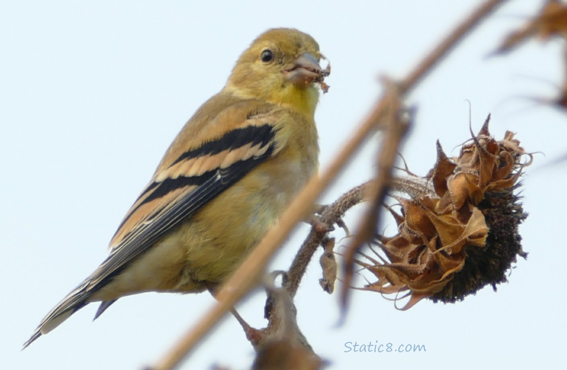 Goldfinch standing on a Sunflower