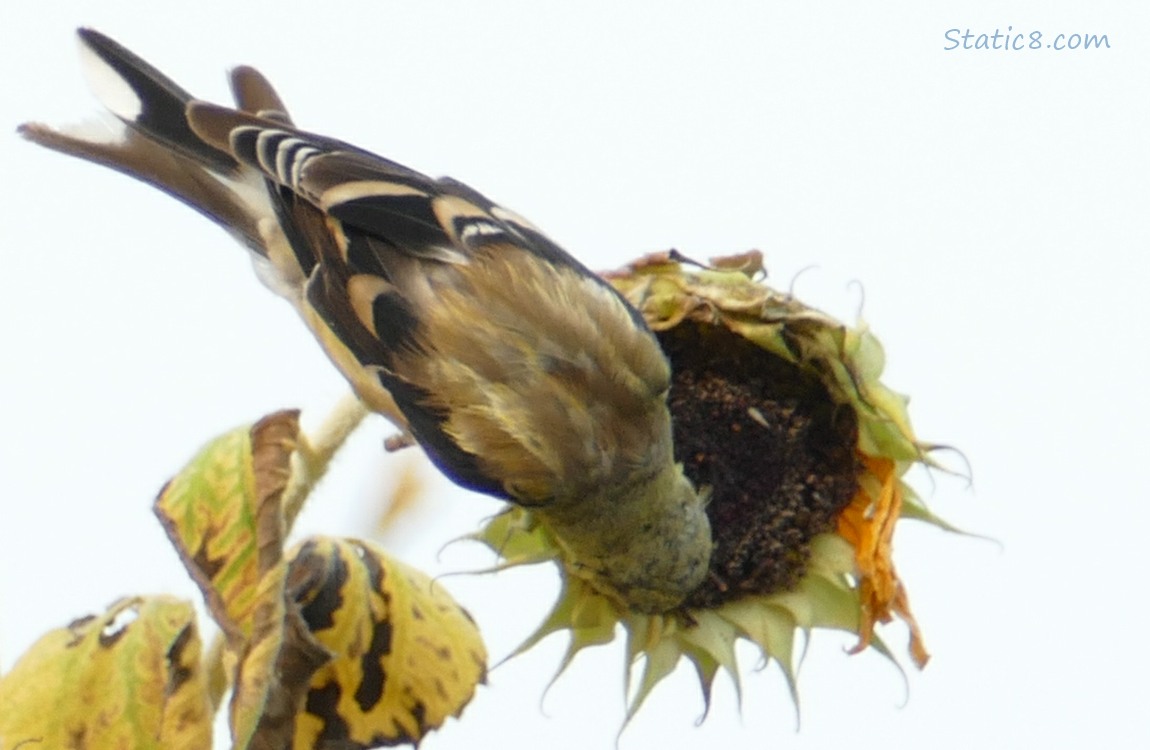 Goldfinch on a Sunflower heaad